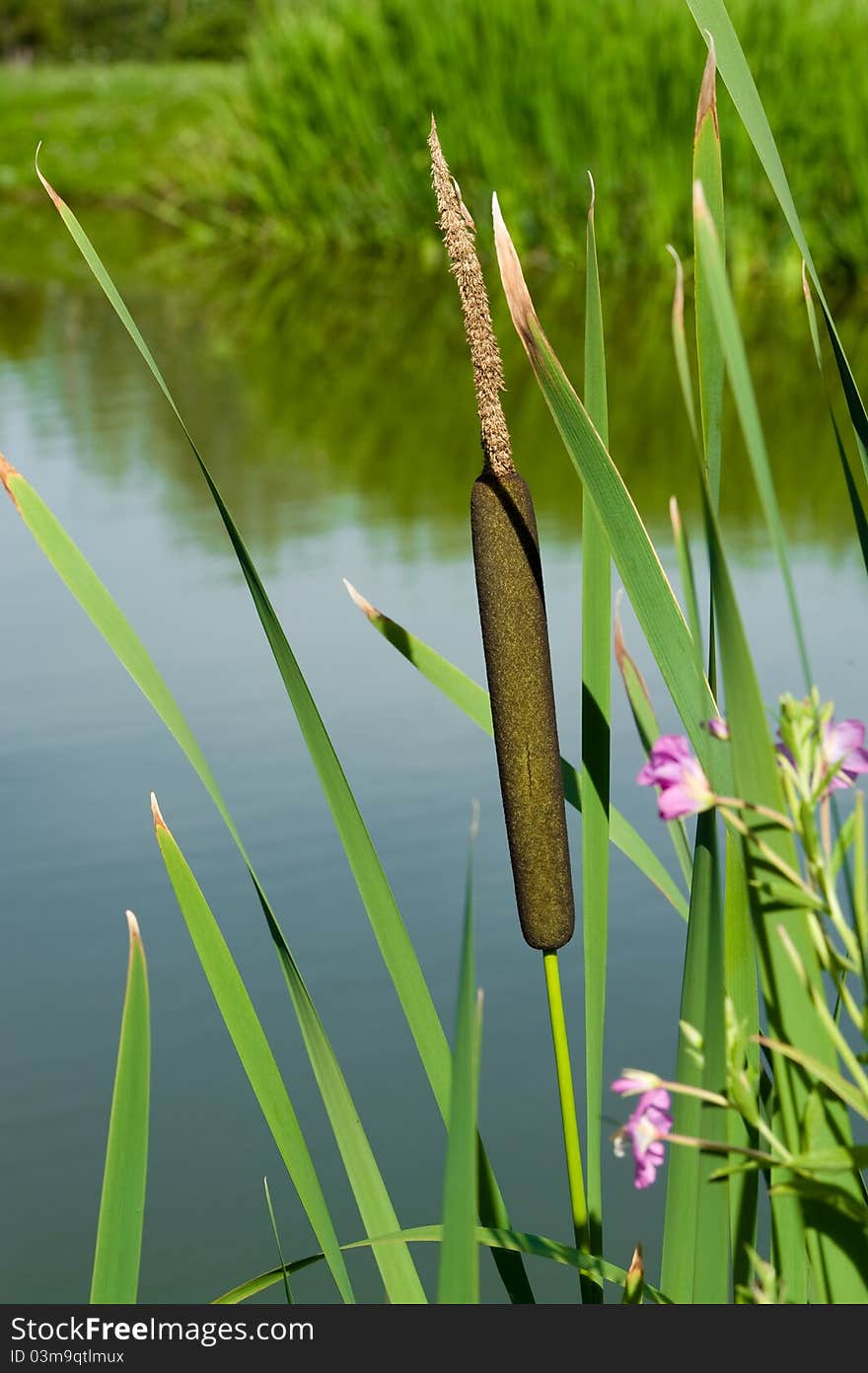 Pond and the green calamus. Pond and the green calamus