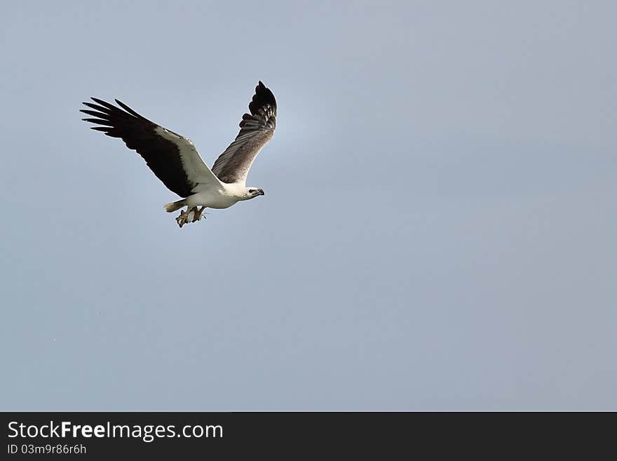 This white belly Malaysia sea eagle had just caught a fish and on its way back to her nest to feed the young ones. This white belly Malaysia sea eagle had just caught a fish and on its way back to her nest to feed the young ones.