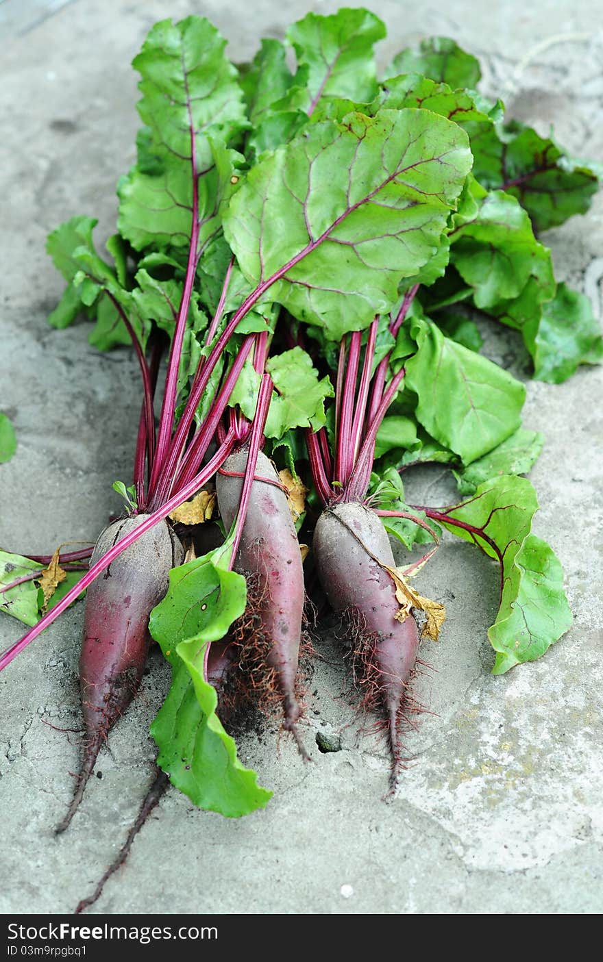 An image of fresh purple beetroots with green leaves