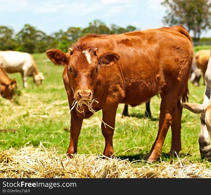 Young brown cow heifer feeding on hay