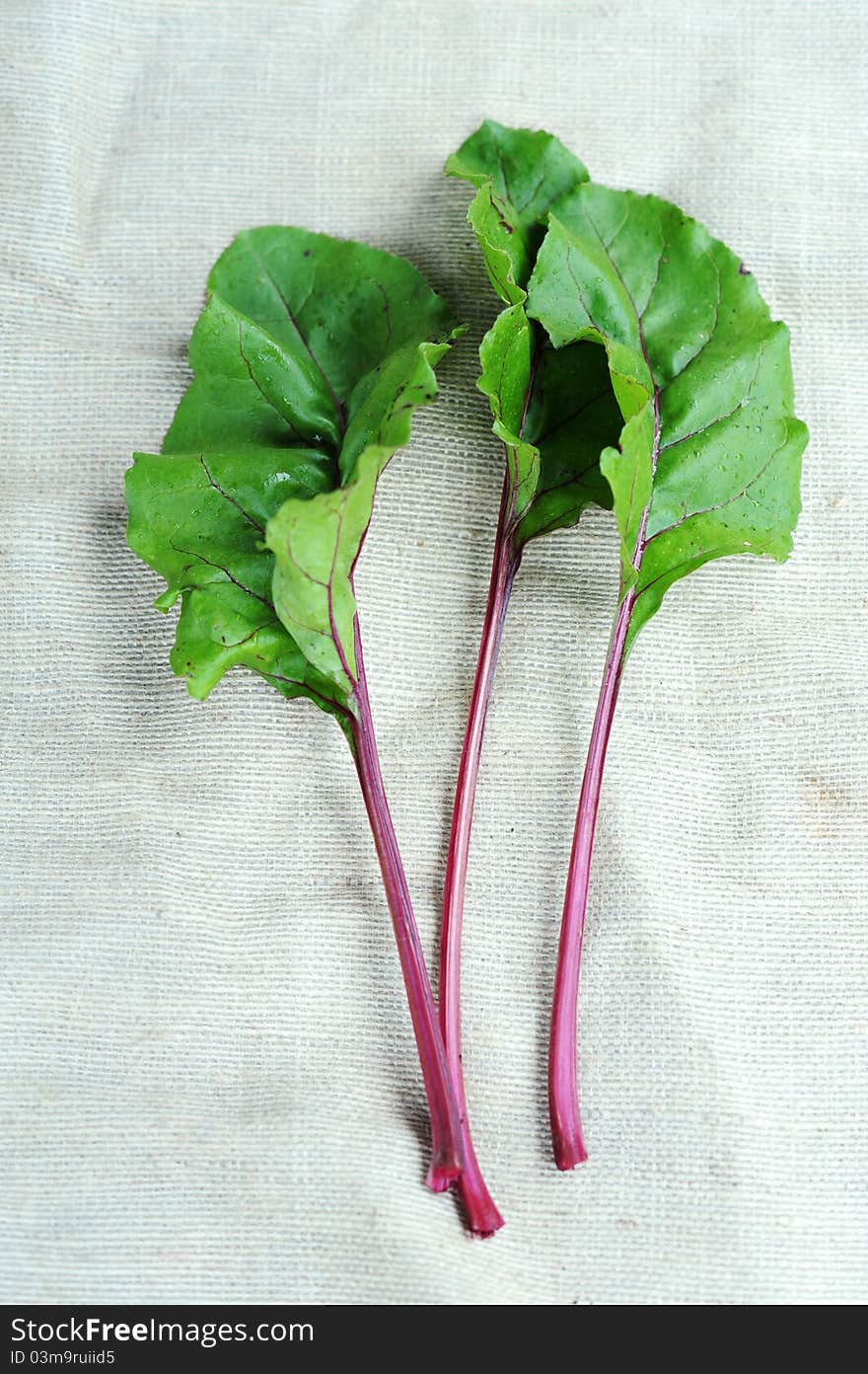 An image of fresh green beetroot leaves on sackcloth