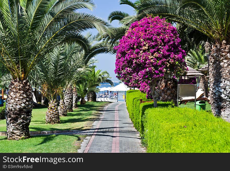 Stone walk to beach between palms and greens