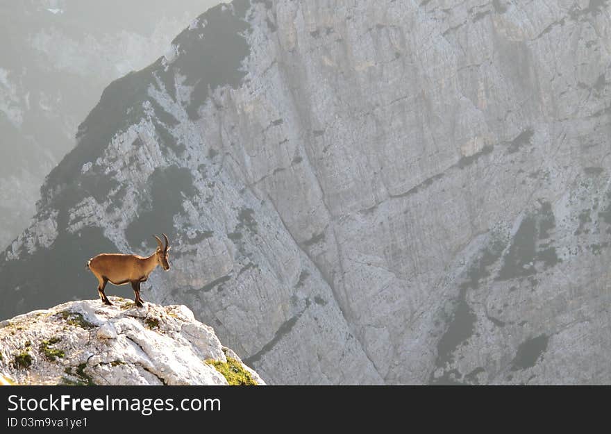 Mountain goat - Alpine Ibex