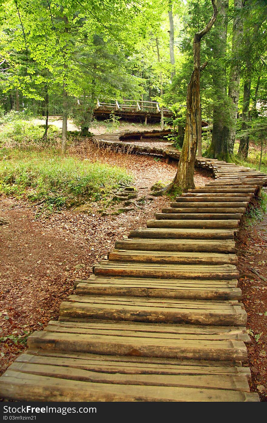 A stairway made of tree