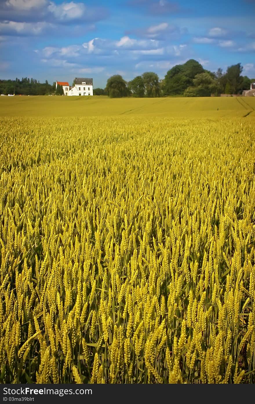 Agriculture Landscape