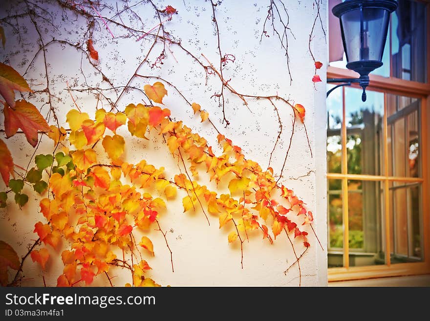 Autumn colors by house wall. Autumn colors by house wall