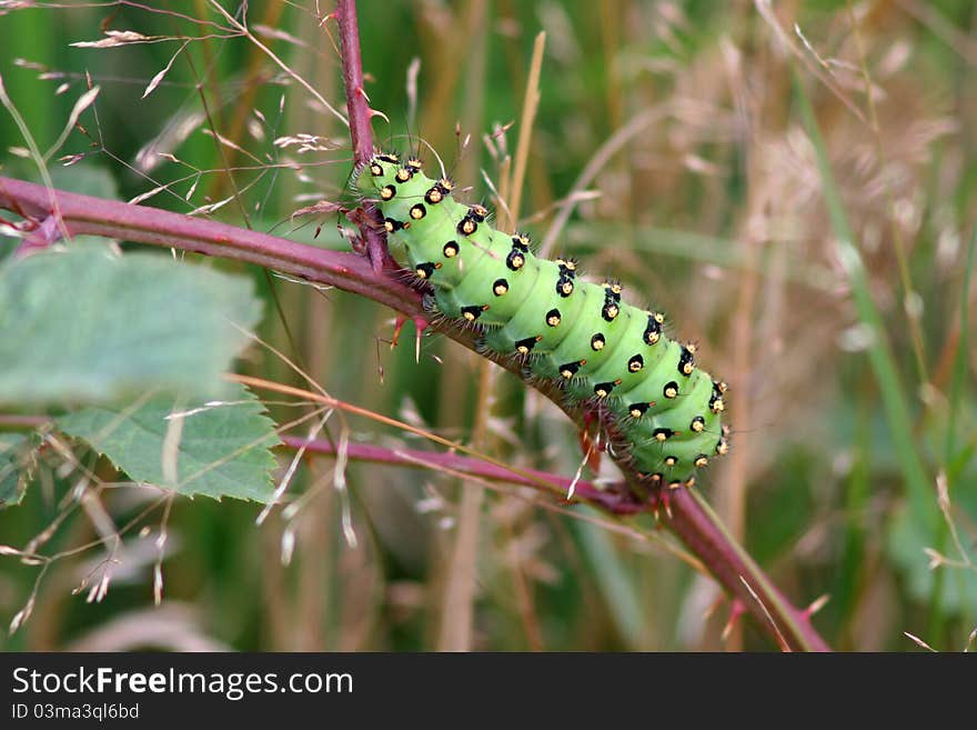 Saturnia pavonia Linnaeus