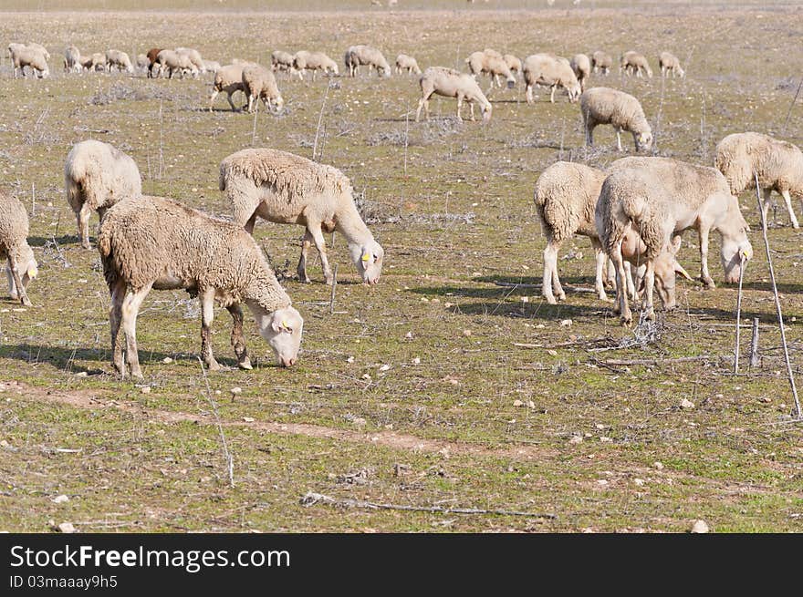 Flock of sheep