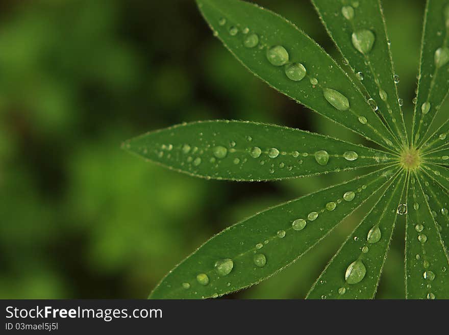 Green leaf macro with water drops