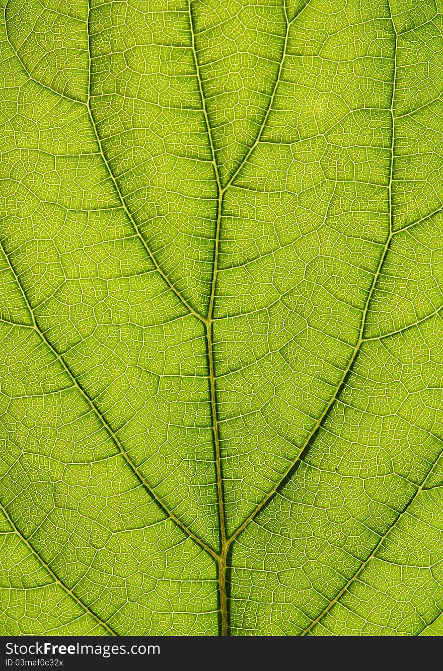 Green leaf macro close-up natural background