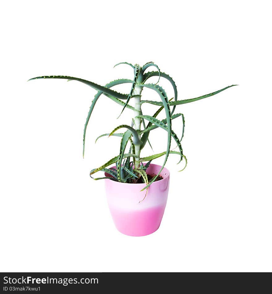 Aloe Vera Plant In A Pot