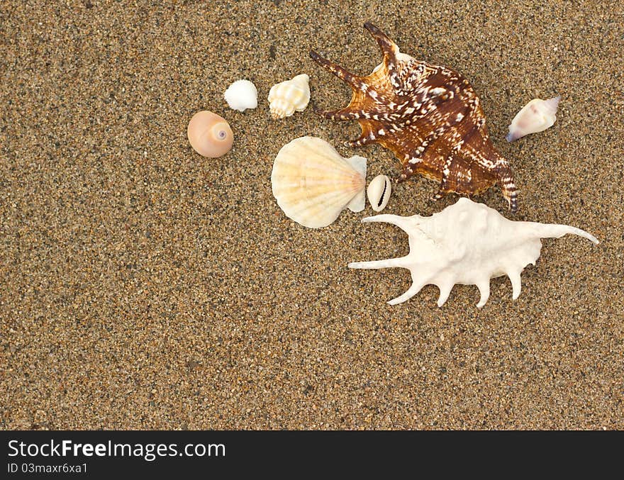 Macro sea shells with sand as background