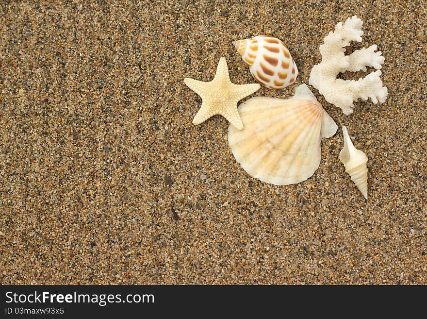 Macro sea shells with sand as background