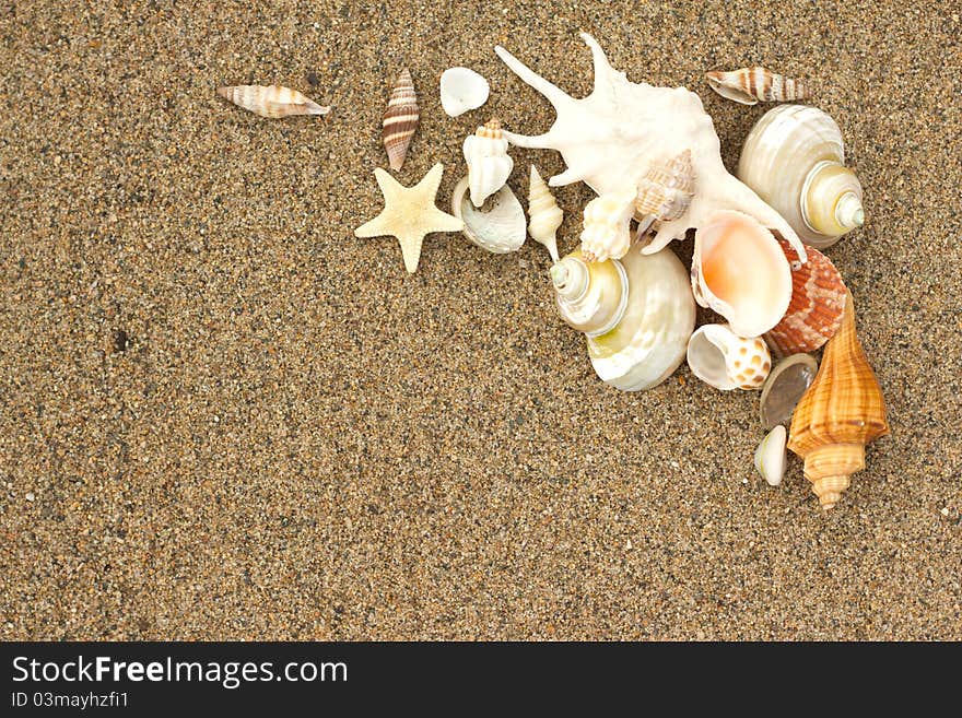 Macro sea shells with sand as background