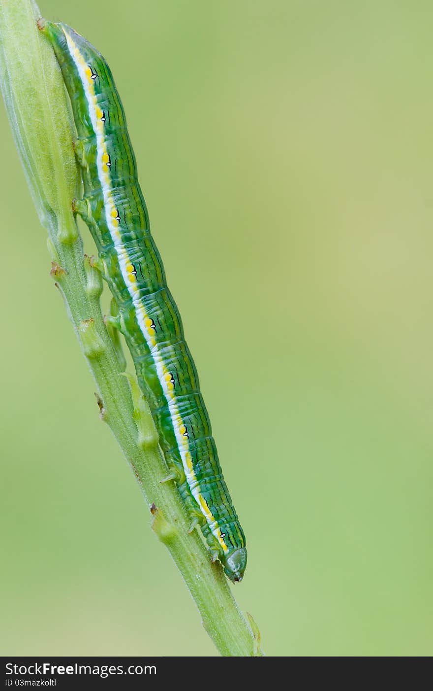 Caterpillar