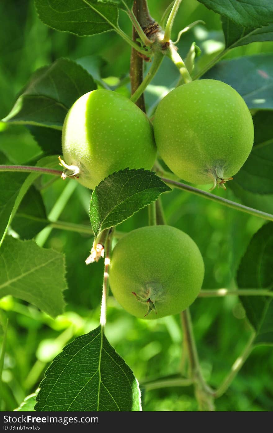 Green apples on the tree