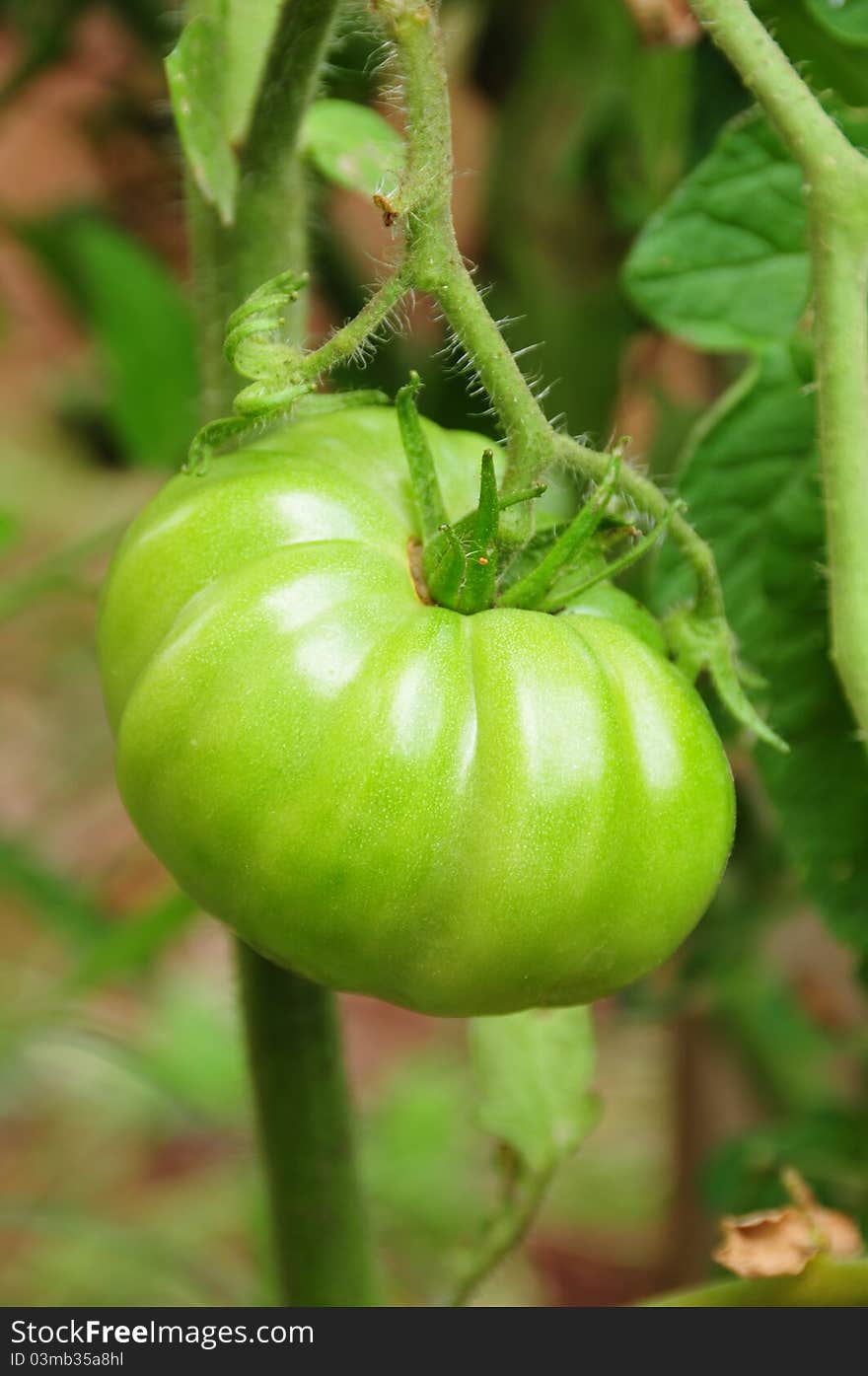 Macro shoot of a green tomato. Macro shoot of a green tomato