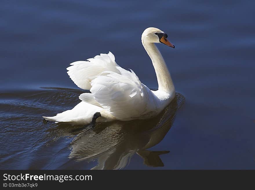 Swan On A Lake