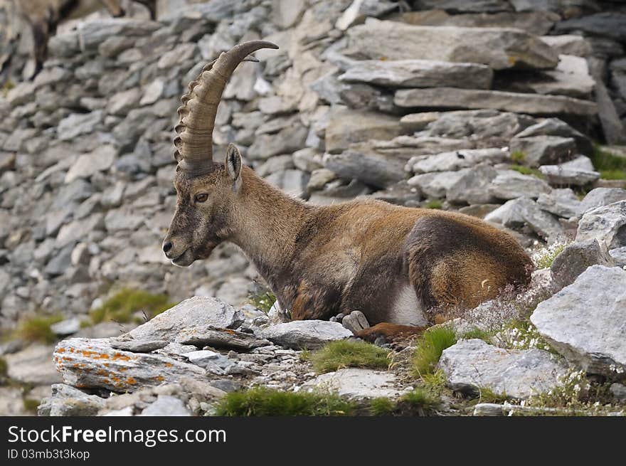 A male ibex rests between the stones. A male ibex rests between the stones