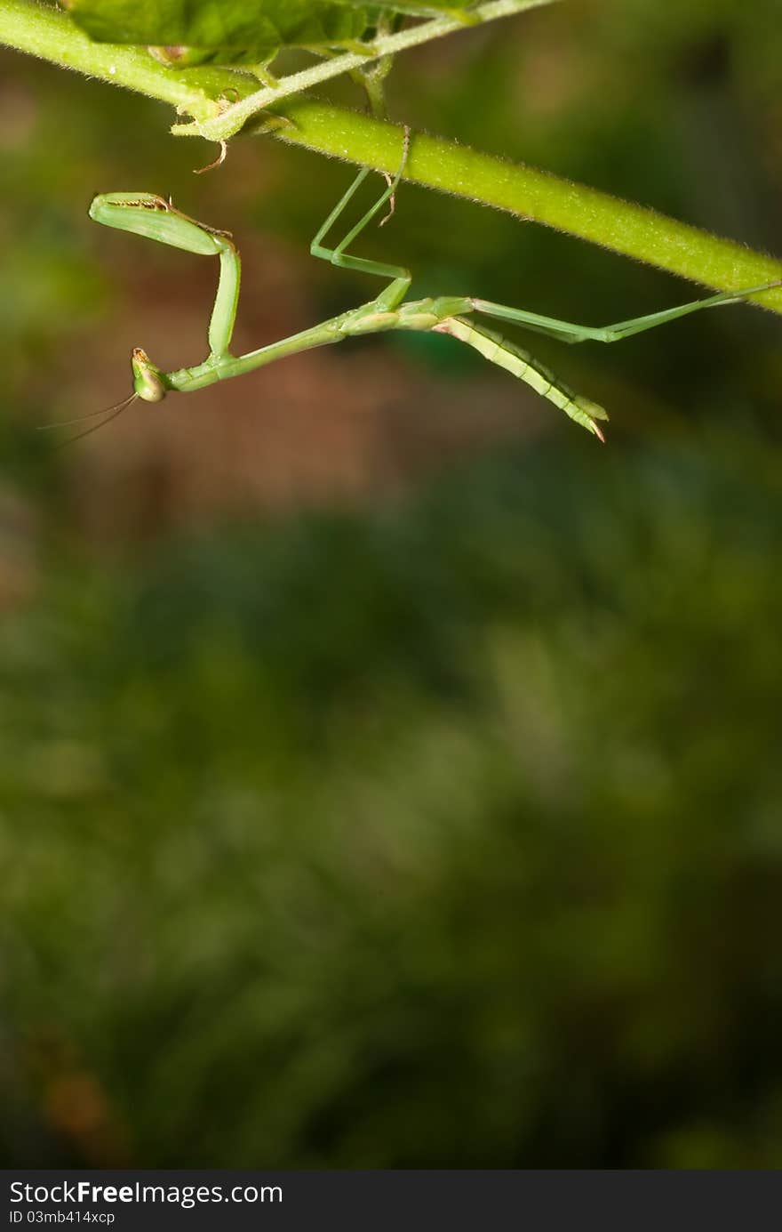 Praying Mantis on Leaf