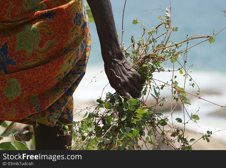 Indian hand holding the grass and twigs for a fire