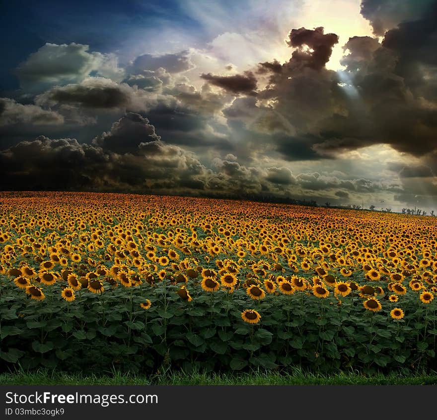 Field of sunflower against the sky