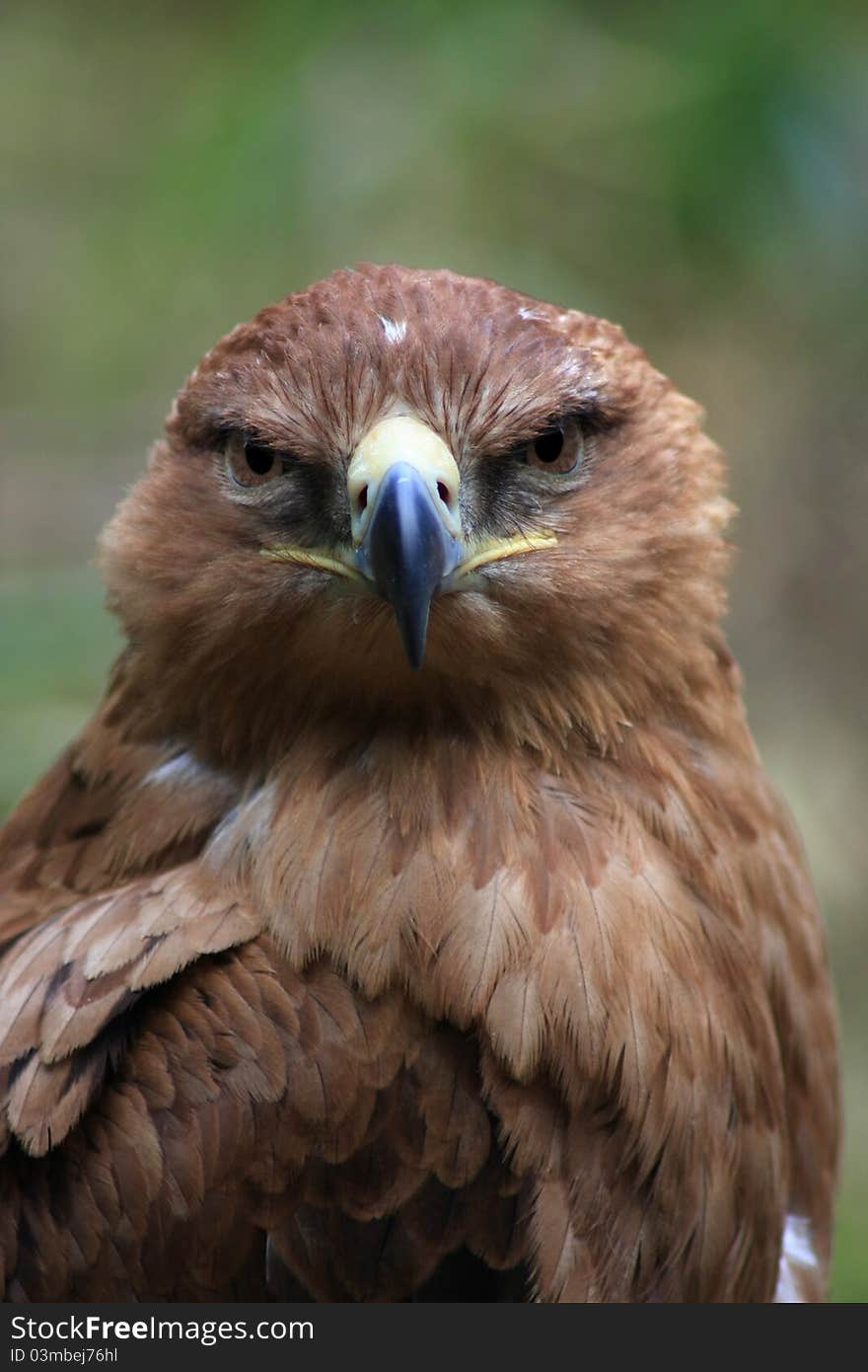 Tawny eagle