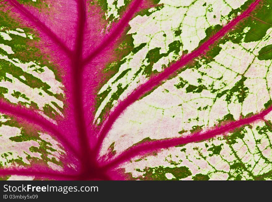 Detail of caladium leaf