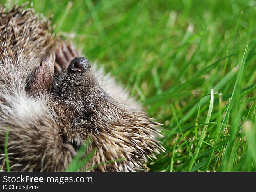 Muzzle Of A Hedgehog