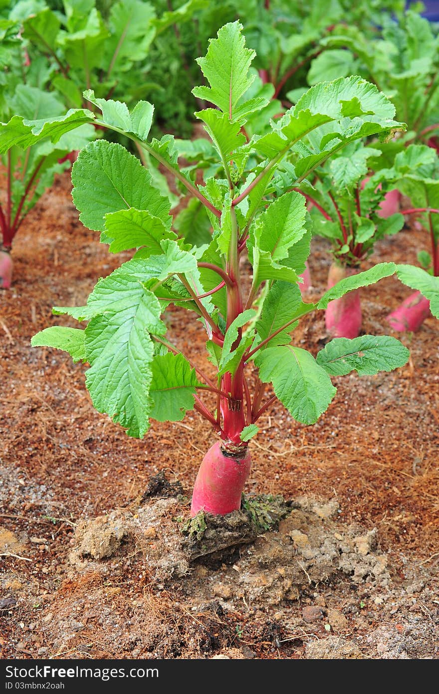 Red Radish Plants In A Vegetable Farm