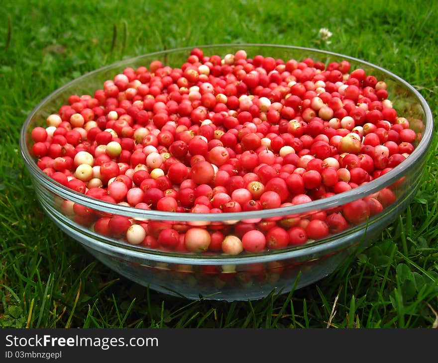 Lingonberry after purification on a glass bowl standing on the grass