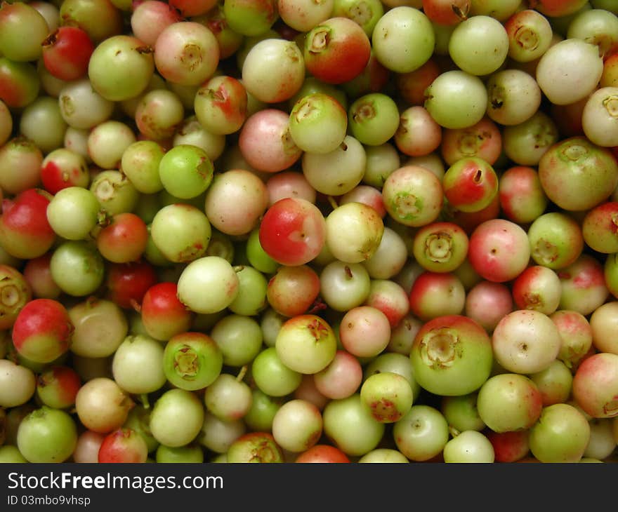 Green, Unripe Fruits Harvested Lingonberry