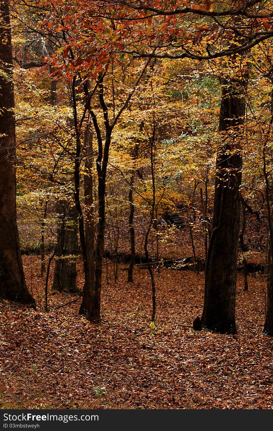 Beautiful fall leaves in a woodland setting. Beautiful fall leaves in a woodland setting