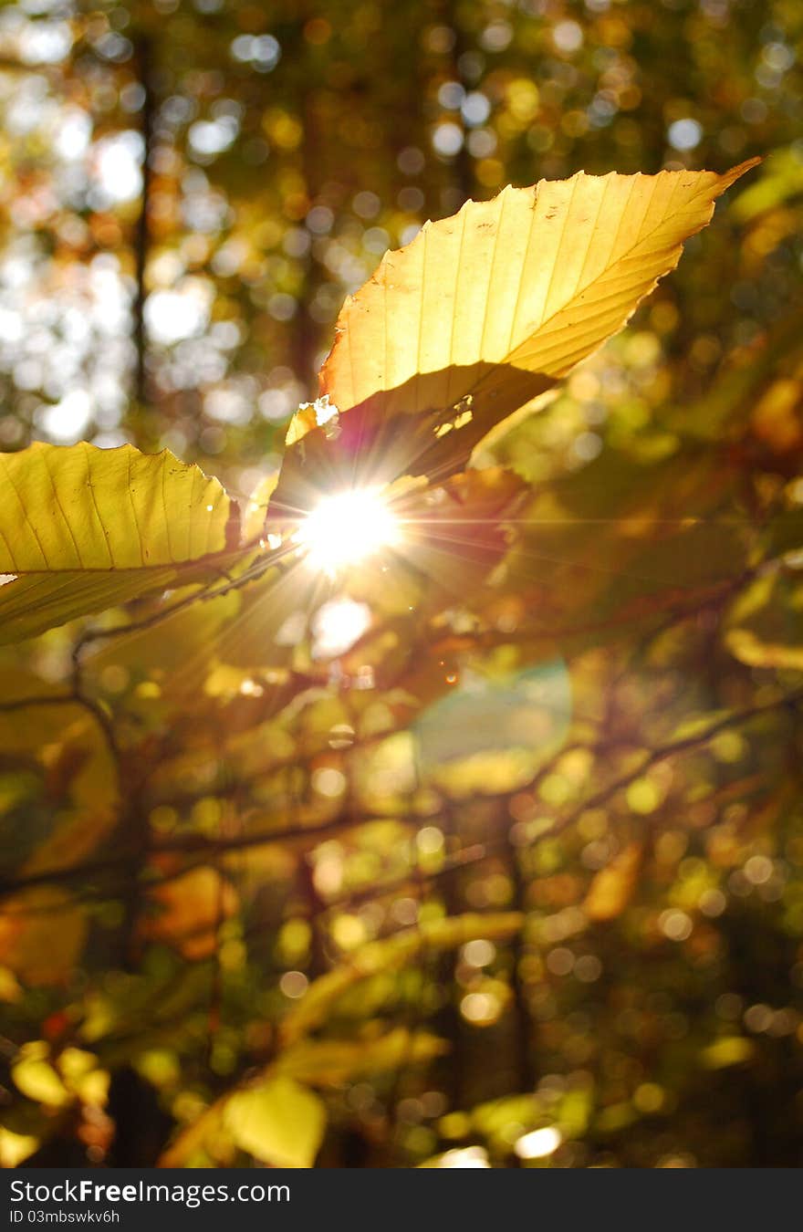 Sunlight coming through the fall leaves. Sunlight coming through the fall leaves.