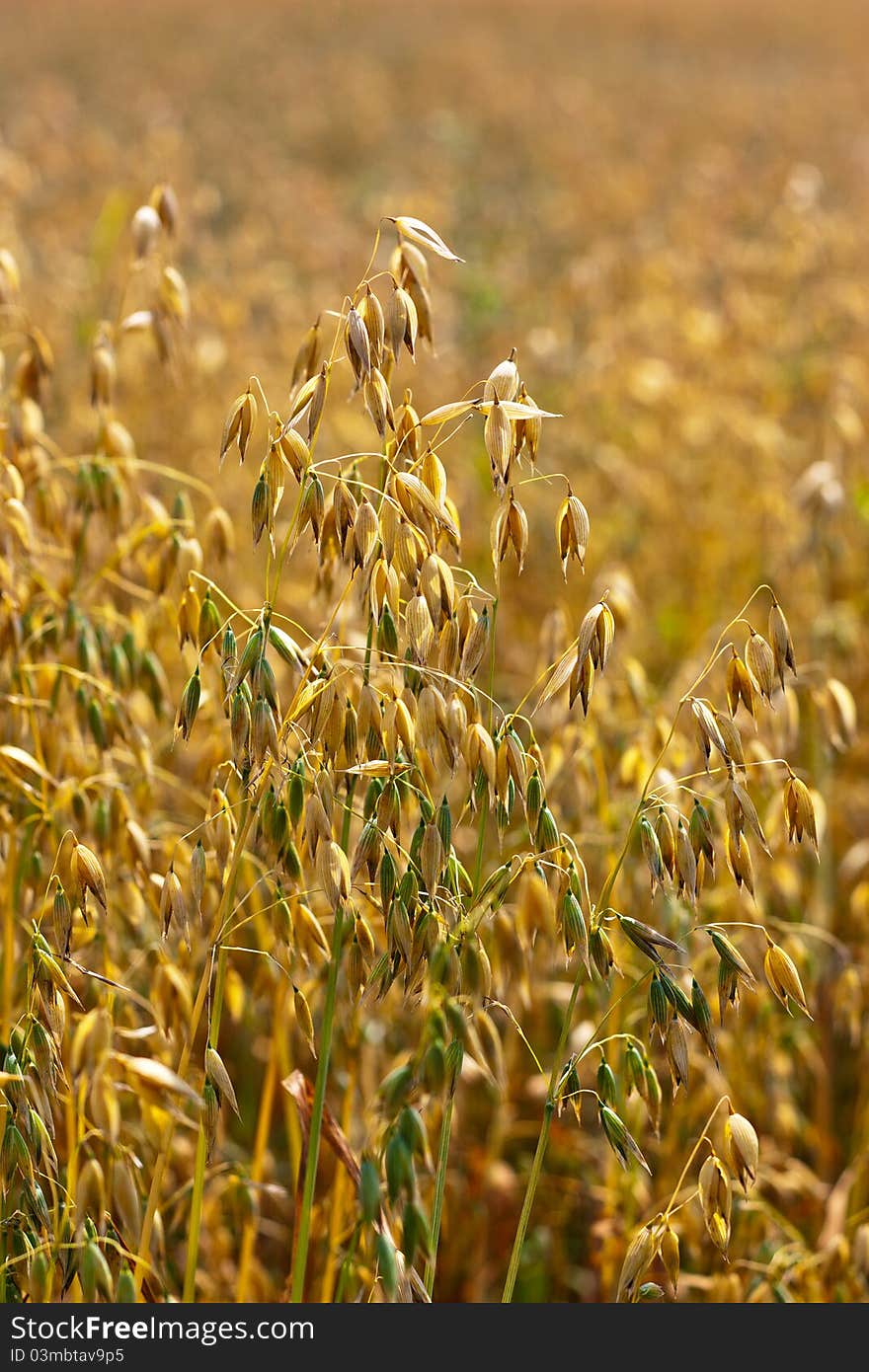 Golden oat field