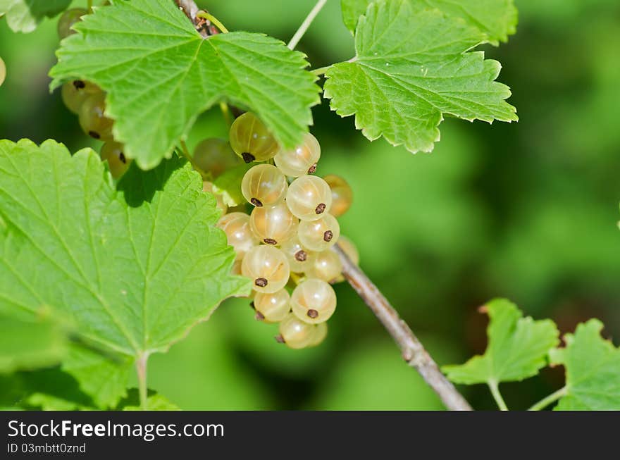 Currant bush with bunches of ripe white currants in summer.