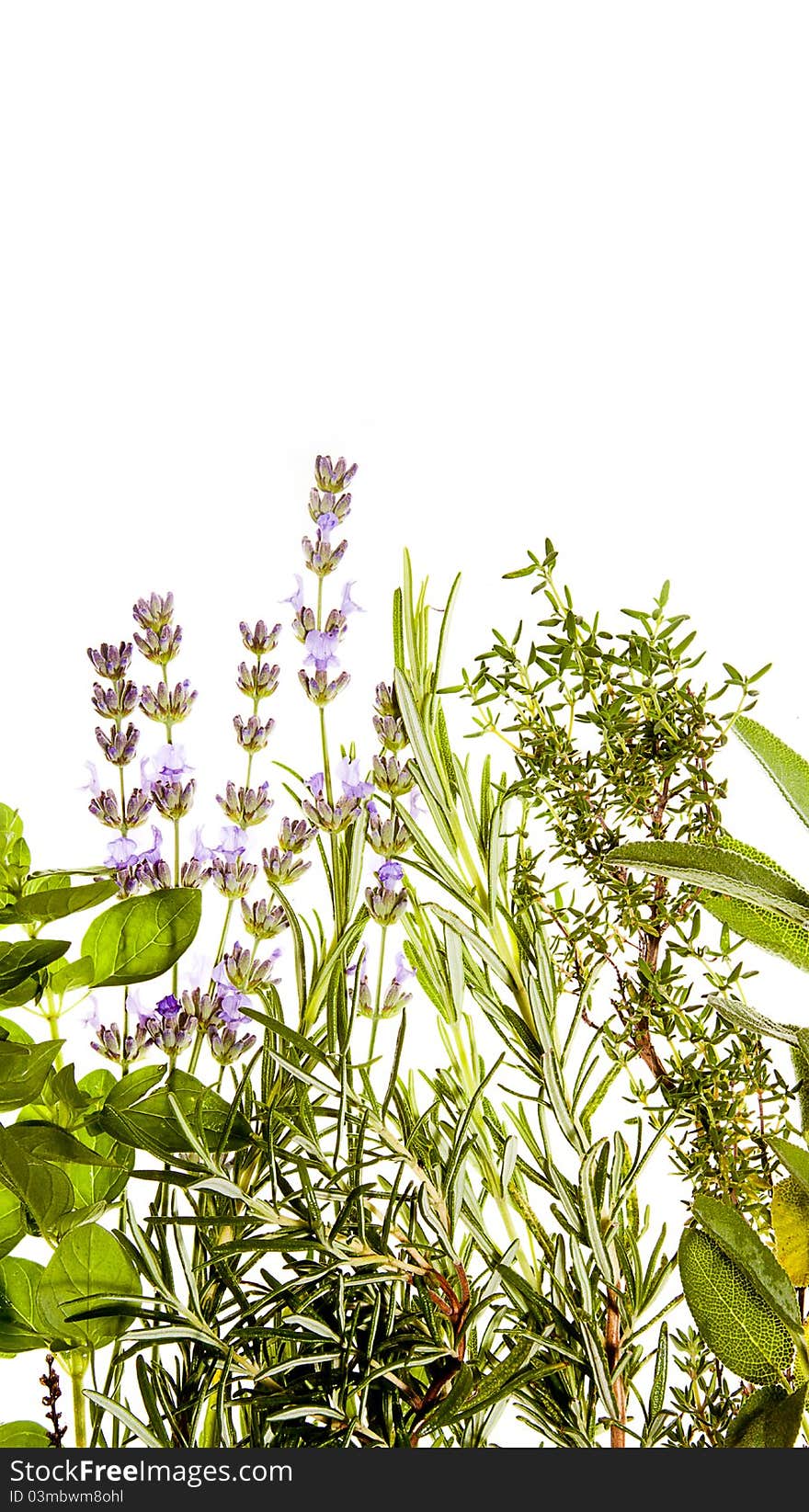 Bunch of Mediterranean herbs on pure white background: lavender, sage, oregano, thyme, rosemary. Spring and summer concept. Portrait orientation. Bunch of Mediterranean herbs on pure white background: lavender, sage, oregano, thyme, rosemary. Spring and summer concept. Portrait orientation.