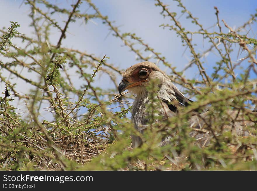 Bald eagle sitting in the nest in acacia tree near the gate to Serengeti