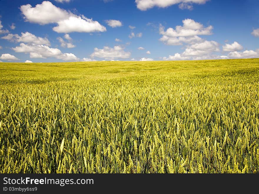 Agricultural field on which green cereals grow. Agricultural field on which green cereals grow