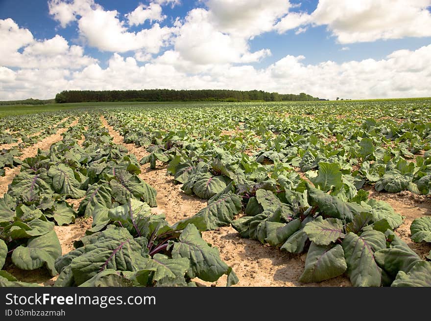 Cabbage Field