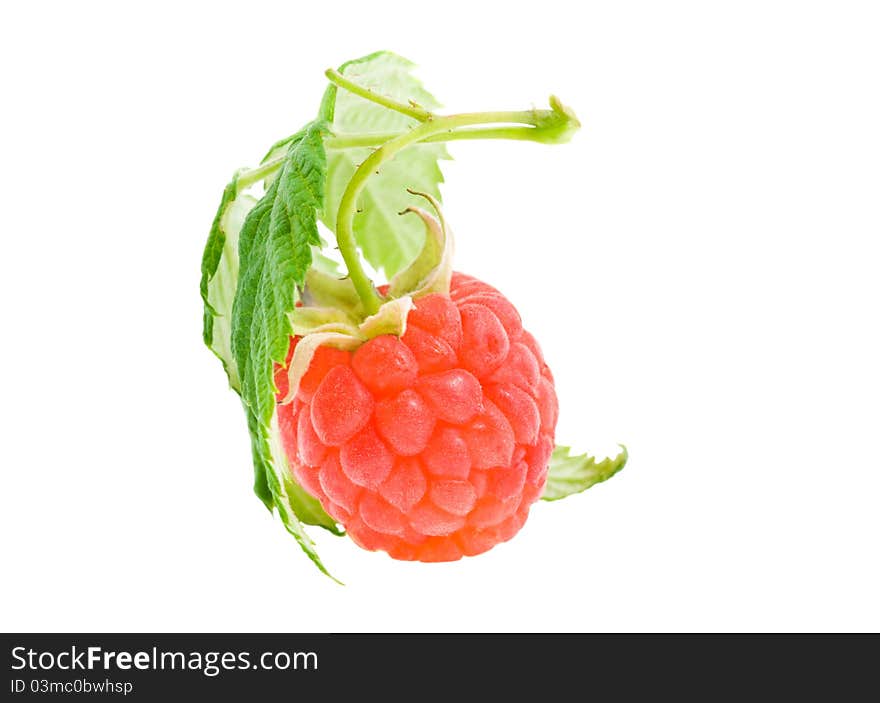 Berry of a raspberry with green leaves (on a white background)