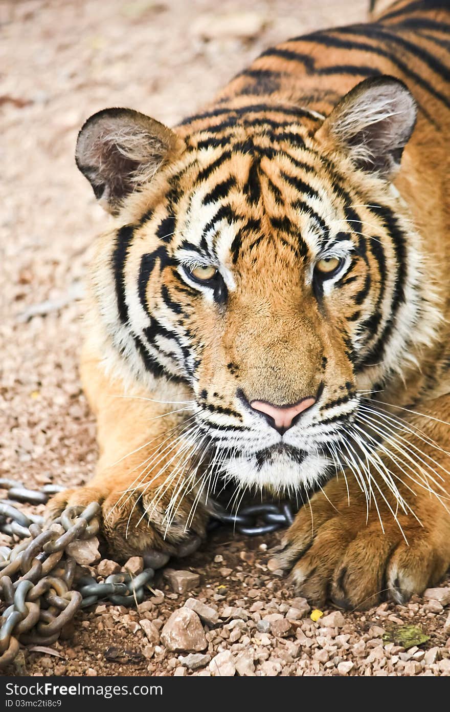 Yellow tiger with chain in zoo