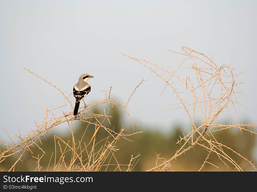 Shrikes bird in the wild. Shrikes bird in the wild