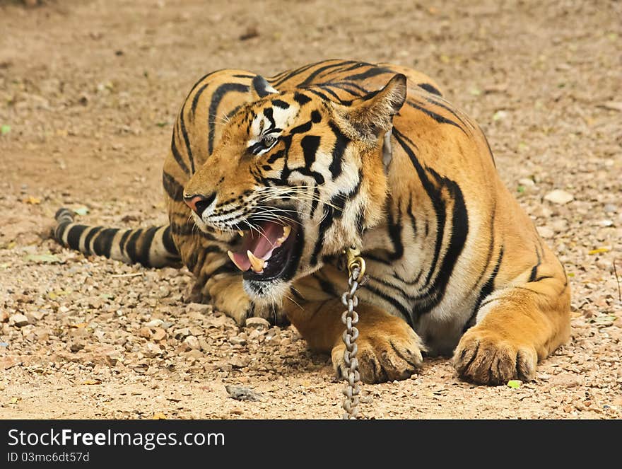 Yellow tiger with chain in zoo