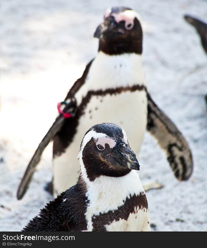 African Penguins are about 68cm in length, and weigh between 2.1 and 3.7kg. Spheniscus is a diminutive of the Greek word spen, meaning a wedge, which refers to their streamlined swimming shape, while demersus is a Latin word meaning plunging. African Penguins are about 68cm in length, and weigh between 2.1 and 3.7kg. Spheniscus is a diminutive of the Greek word spen, meaning a wedge, which refers to their streamlined swimming shape, while demersus is a Latin word meaning plunging.