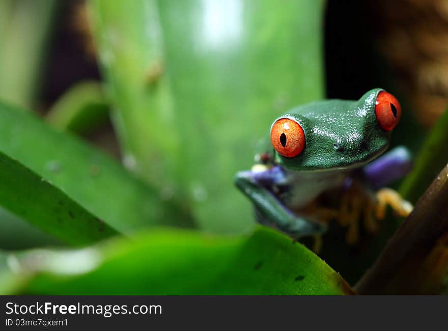 A Red-Eyed Tree Frog (Agalychnis callidryas) peeking out from a plant  in a tropical rainforest