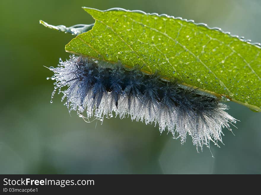 A dew covered dogbane caterpillar