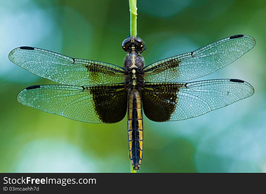 A dragonfly resting on a blade of grass