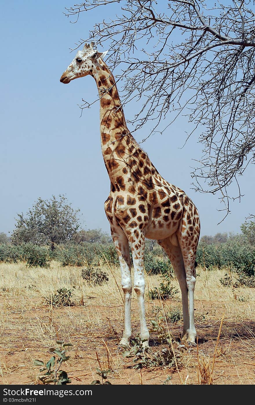 Vertical image of a desert giraffe looking left in Niger