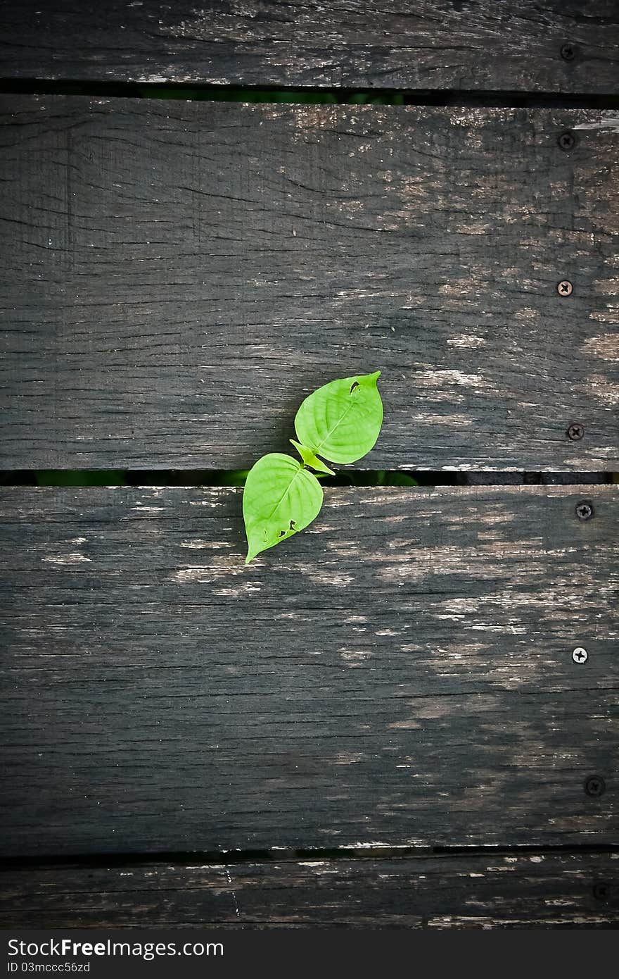 Wooden floor with fresh Leaf